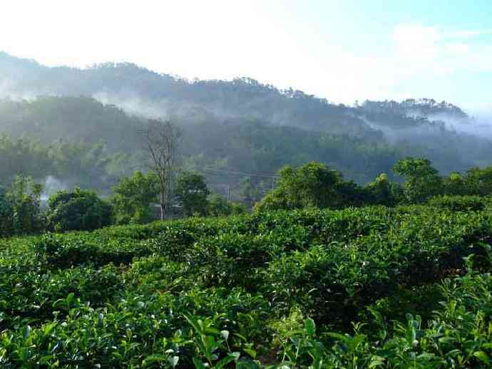 云南大渡岗乡的绿色宝石：万亩茶园的魅力