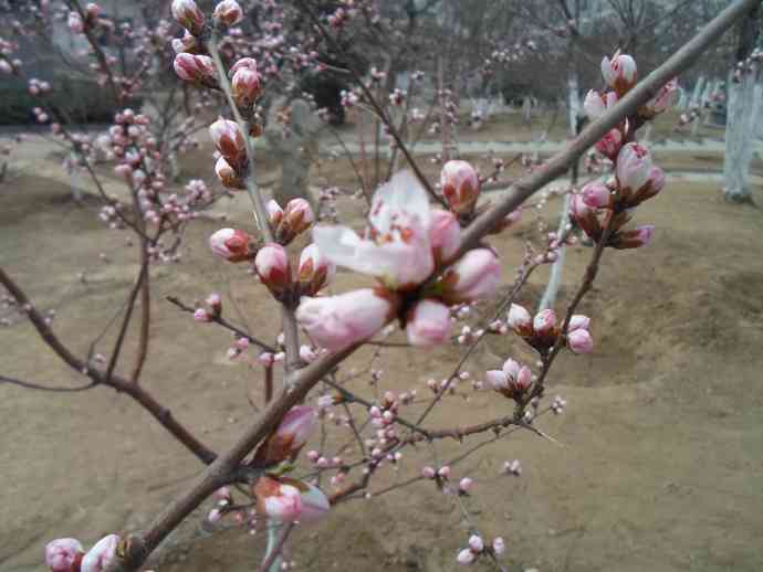 翡翠粉春和桃花春的区别：翡翠桃花春牌子价格分析