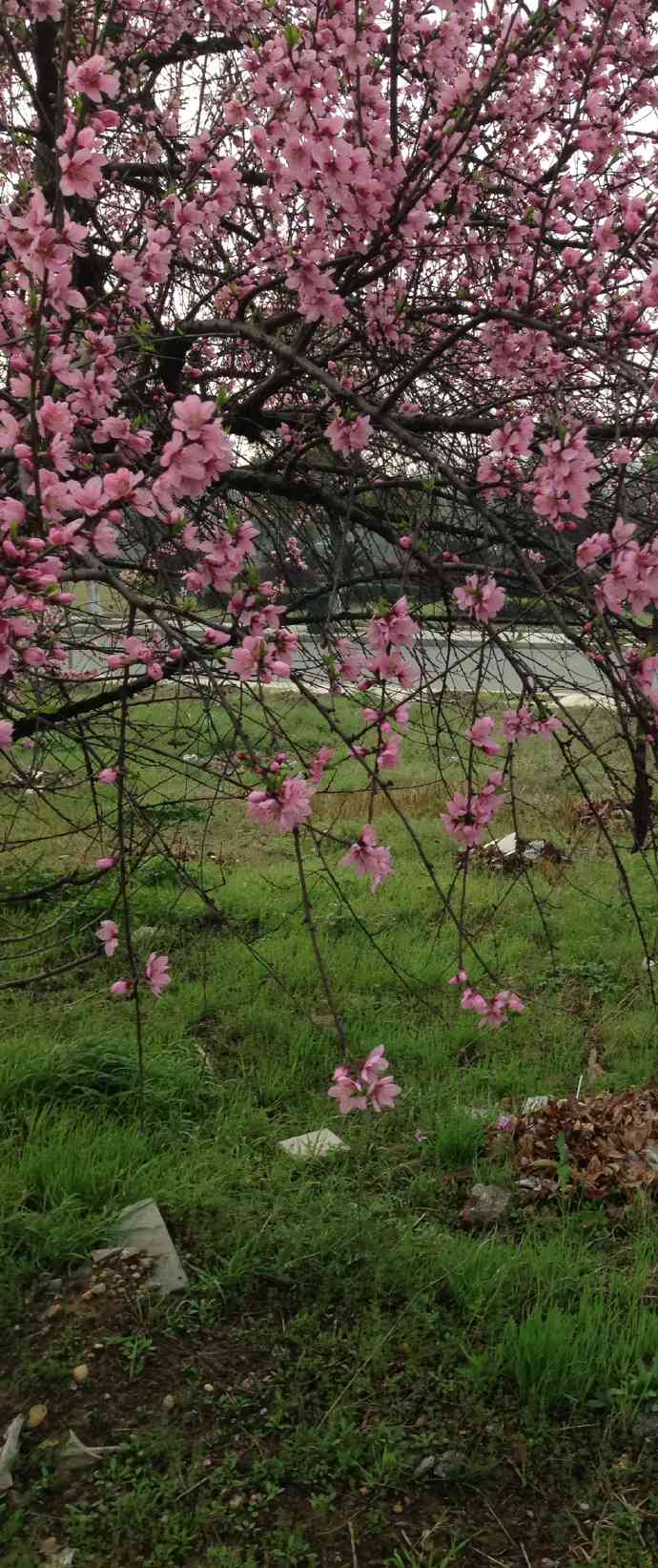 翡翠粉春和桃花春的区别：翡翠桃花春牌子价格分析