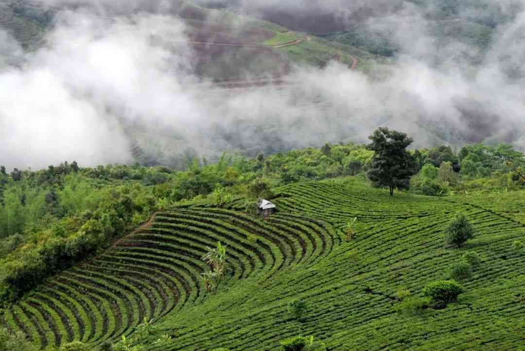 大黑山生态普洱茶澜沧玉源茶厂