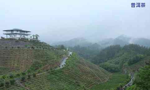 大黑山生态普洱茶澜沧玉源茶厂