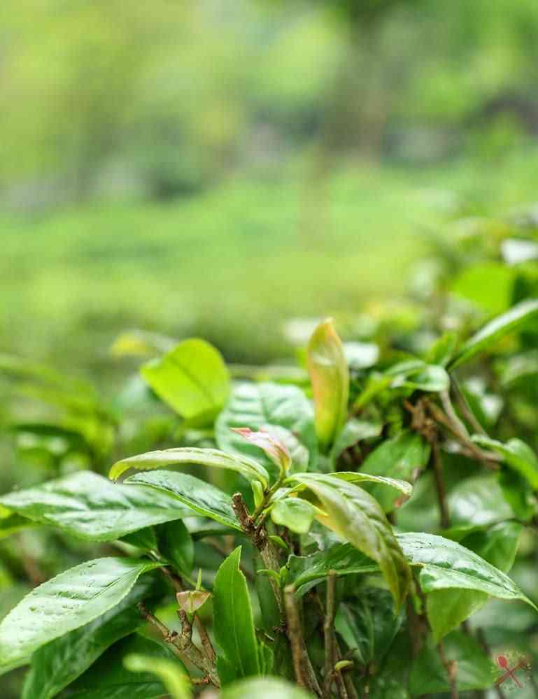 '铁观音茶叶：普洱茶还是绿茶好？'