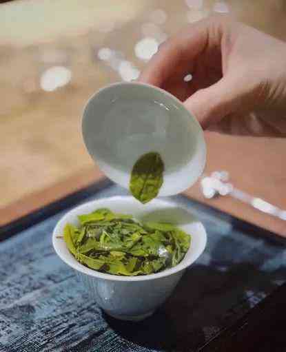 铁观音茶的分类：普洱茶还是绿茶？解析两种茶的特点与区别