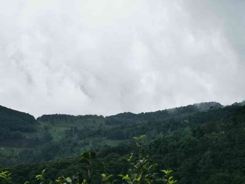 勐库氏大雪山哪年好？ 2005、2006年古树茶报价及野生茶特点