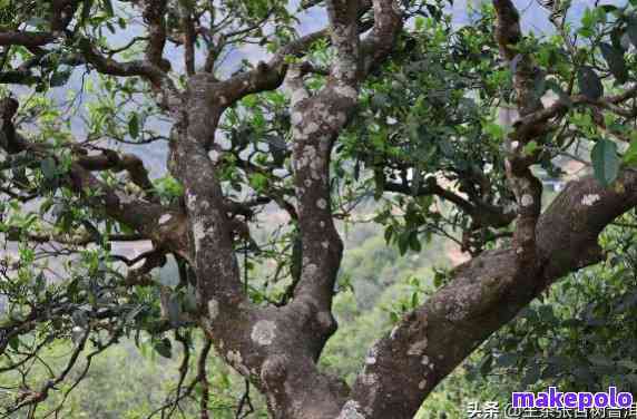 南糯山古树单株普洱茶特点与魅力：探究其独特风味与品质