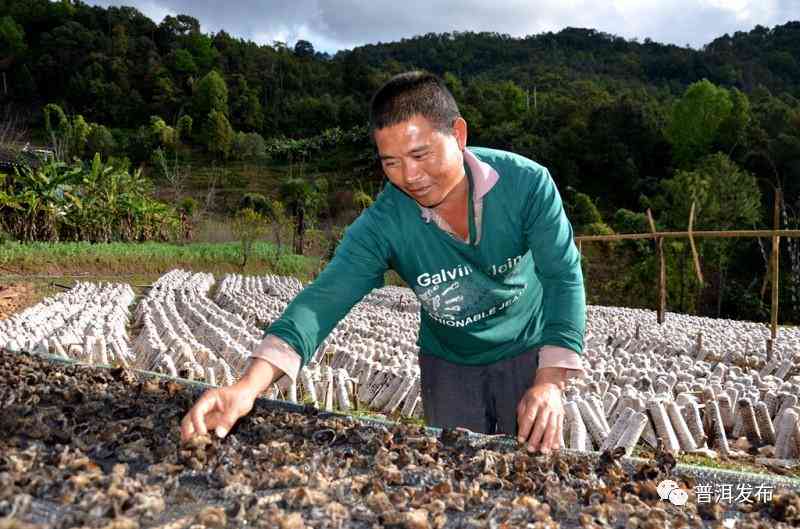 普洱茶可以拿出来晒太阳吗冬天