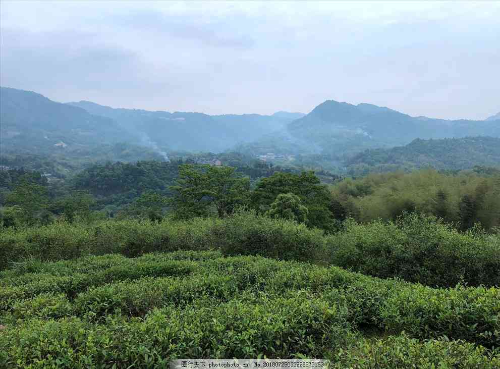 '福鼎白茶与普洱白茶哪个好：比较两种茶叶的味道和特点'