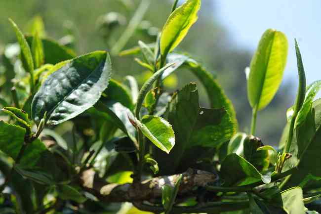 最有名的普洱茶：茶、茶行、、产地、排行