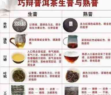 探索普洱茶：一份全面的茶叶知识指南