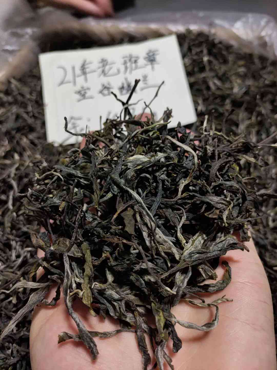 普洱茶为什么能喝下去呢女生，怎么回事？