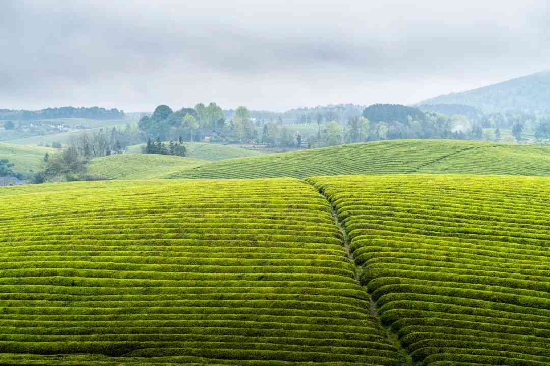 探索普洱茶：千姿百态的茶叶品种及其独特的风味特点