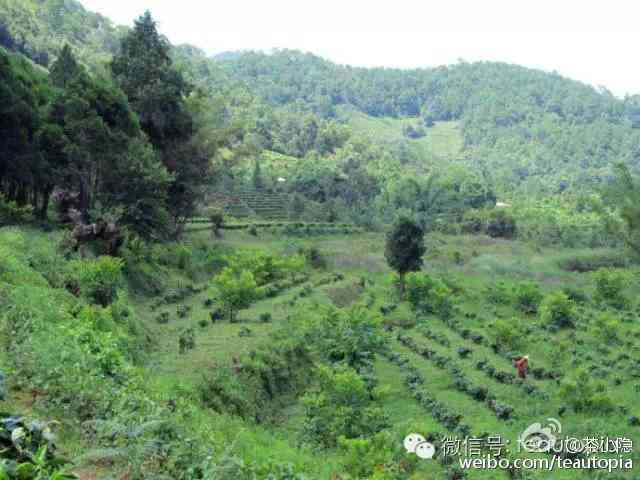 新普洱茶舍全方位推荐，让您了解与品尝普洱茶的五大理由