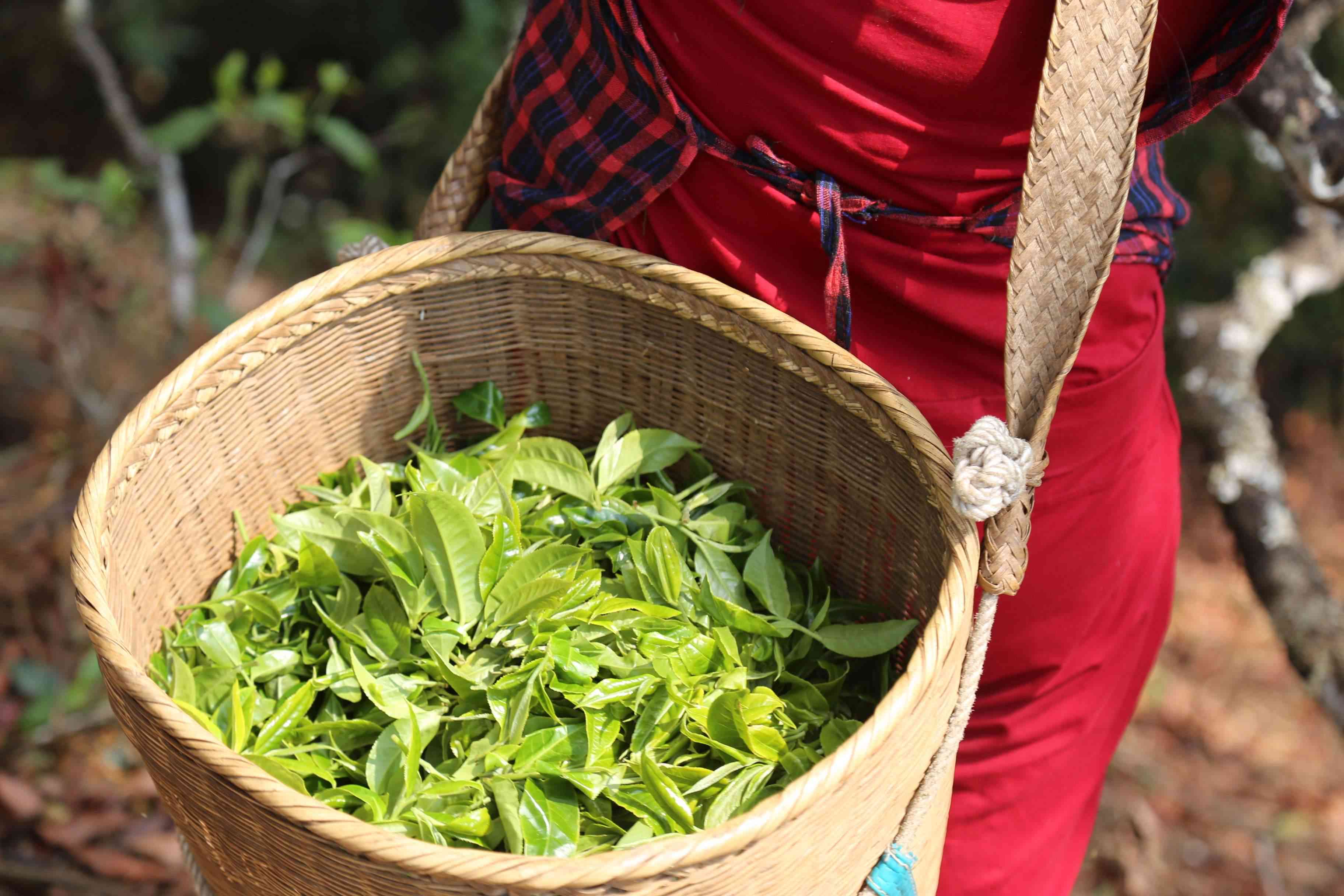 探索普洱茶的奥秘：里面藏着哪些茶叶成分？搭配与品饮方法解析