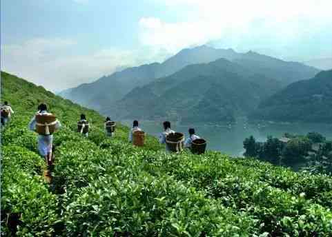 云南南汀河茶厂：探索高品质茶叶的生产与加工过程