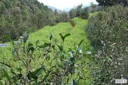 凤山普洱茶：揭秘各山头的特色与优劣，助您找到最适合您的茶叶