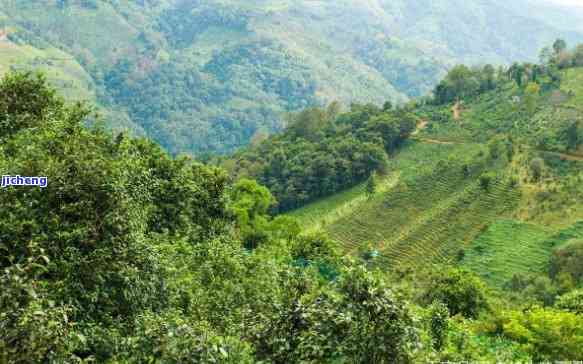 临沧最有名气普洱茶山景点推荐：哪些地方最值得一游？