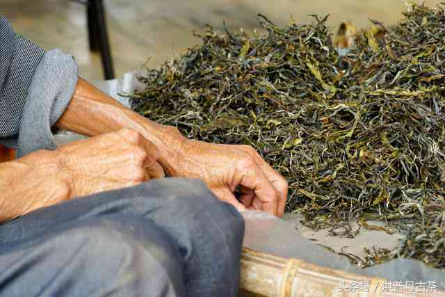 普洱茶饼是否能喝茶叶