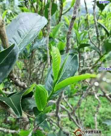 普洱茶原料茶树品种为云南大叶种的原因及种类