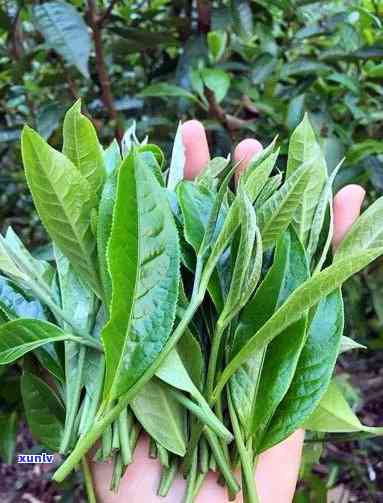 普洱茶原料茶树品种为云南大叶种的原因及种类