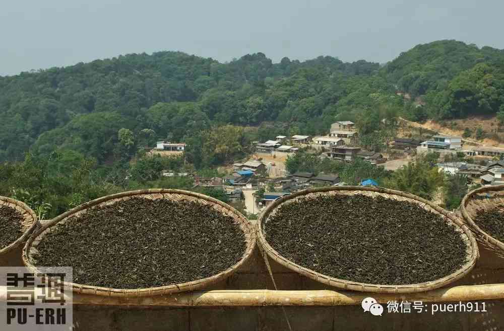 红河普洱茶的发酵过程