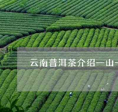 云南特色普洱茶：林山竹林一品茶，口感特别，怎么样？