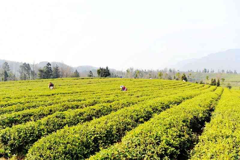 贵州茶厂有哪些、品种和名字？同时提供贵州茶厂排名和贵州茶企业信息。