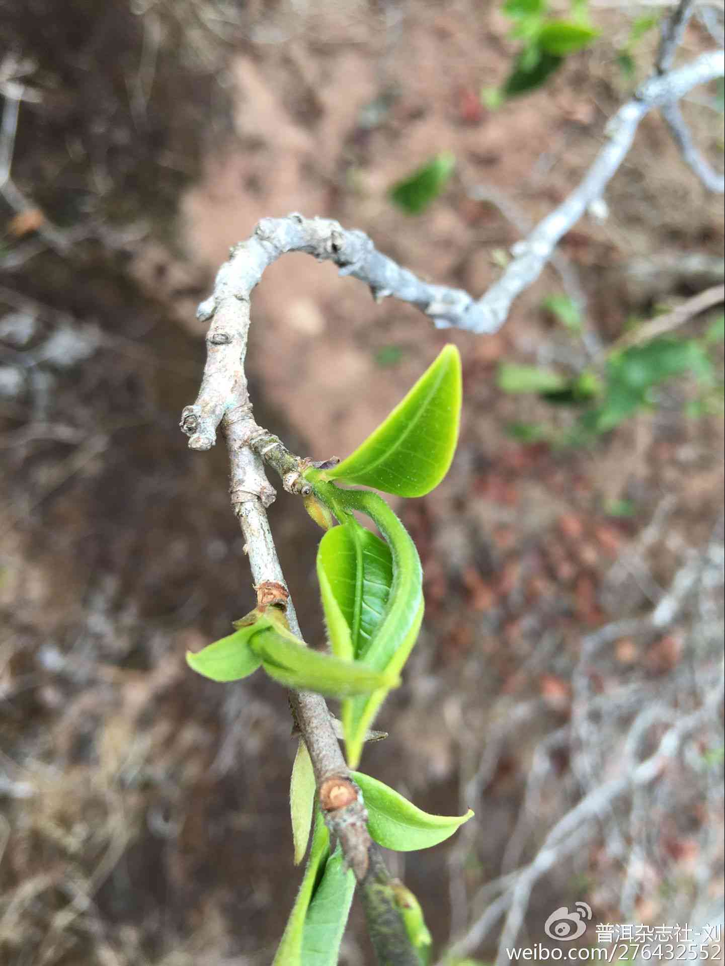 普洱茶饮用后出汗的原因及解析：探索茶叶中的独特成分及其对身体的影响