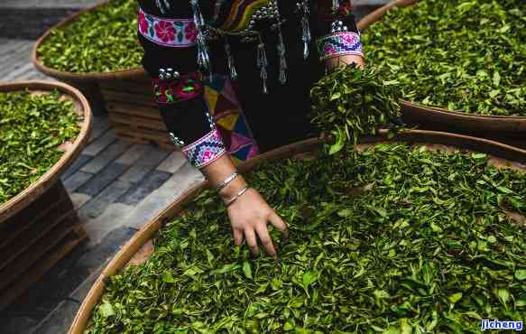 大理茶乡的云南特色：普洱茶的独特魅力与生产工艺