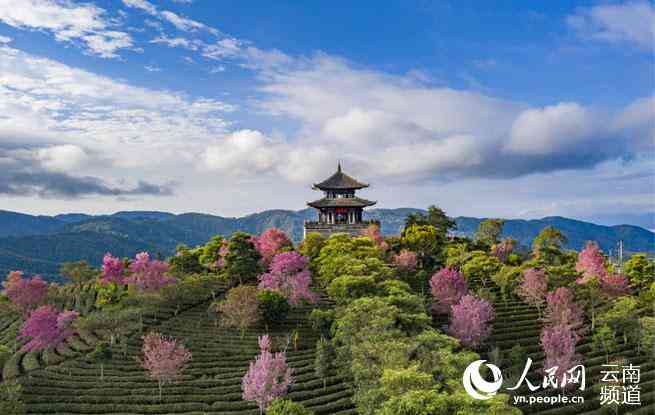 版纳地区著名的普洱茶山峰和山一览表