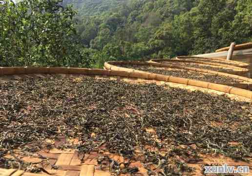 薄荷塘产地普洱茶直播