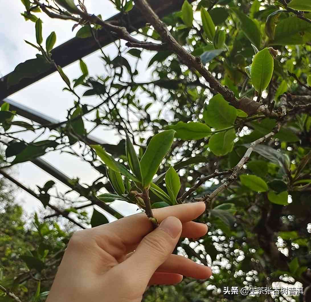 如何挑选普洱茶这五点很关键：挑选好的普洱茶指南