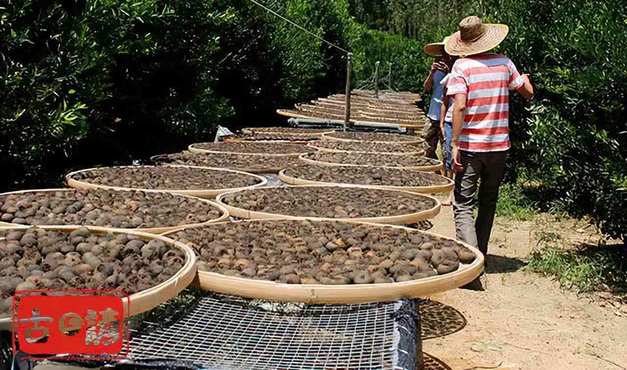 饱餐后喝青柑普洱茶好吗减肥：效果与注意事项