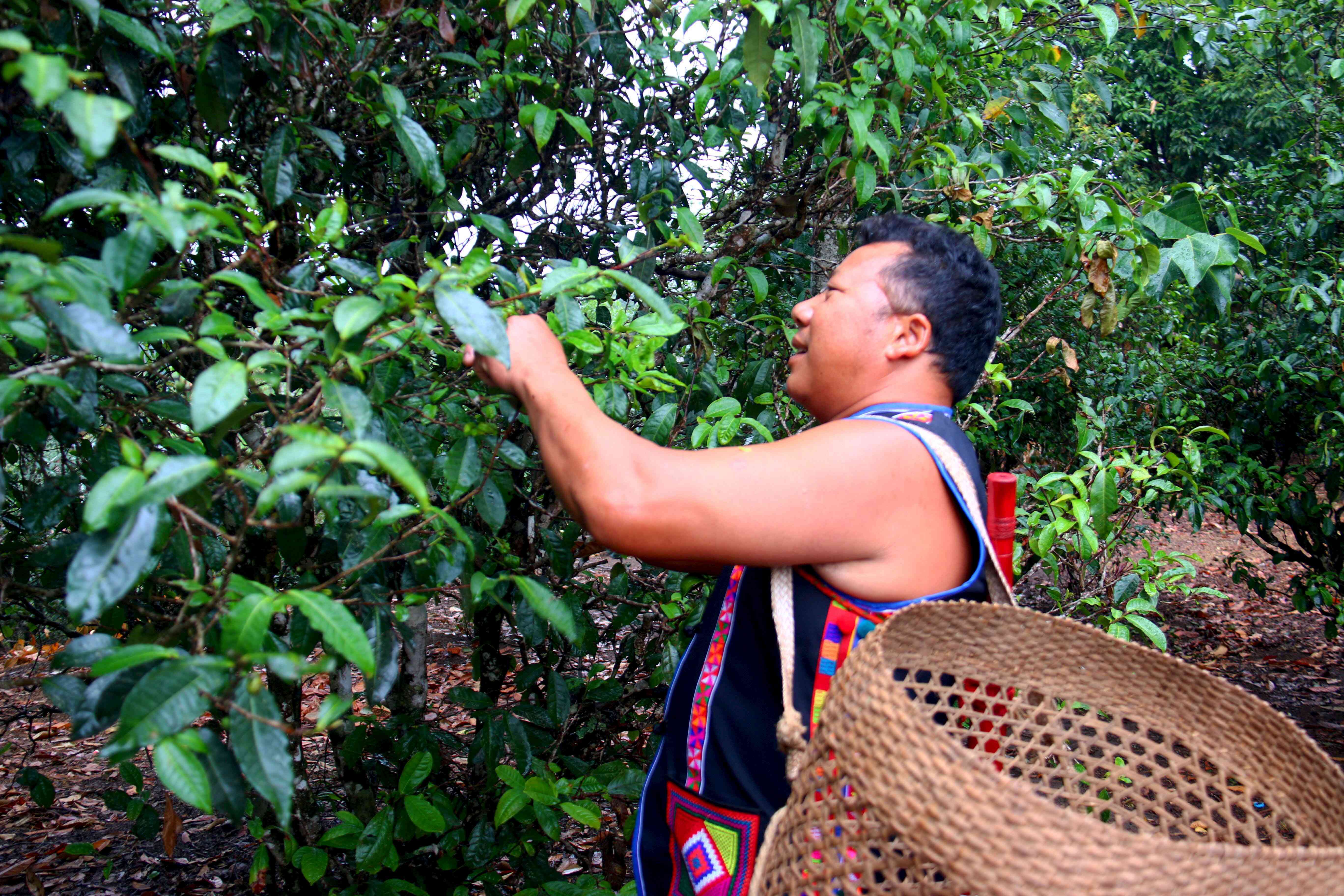 古树普洱茶之探秘：品味老树的岁月沉淀与普洱茶的独特魅力