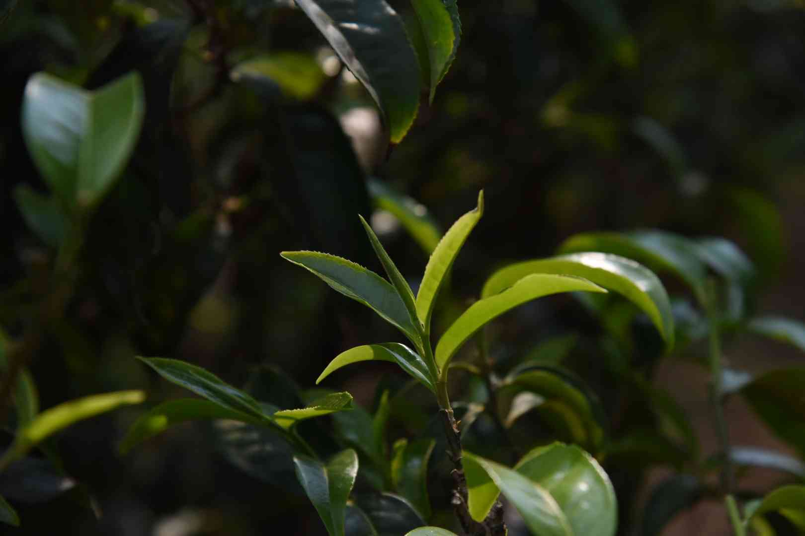 普洱茶哪个树种好一点呢