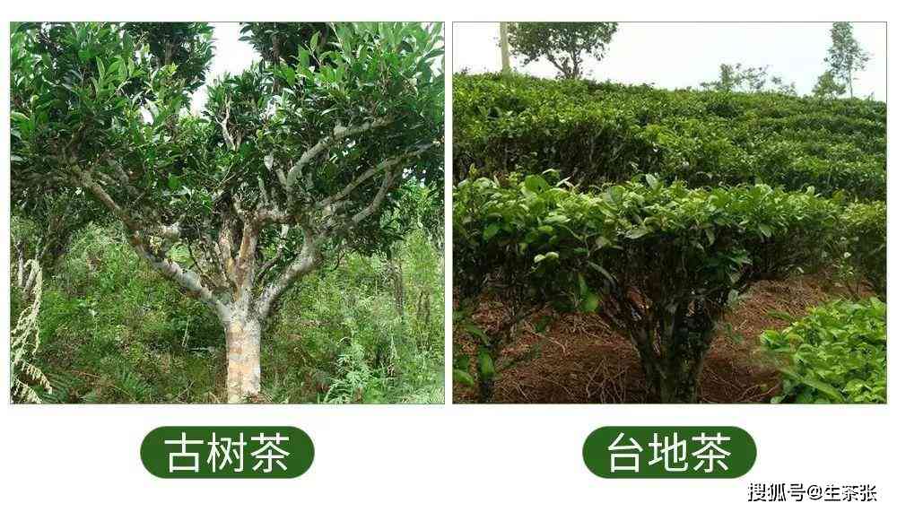 普洱茶：来自特定树种的茶叶品种及其特点解析