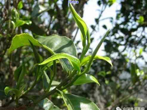 普洱茶属于哪个树种类型的茶叶？