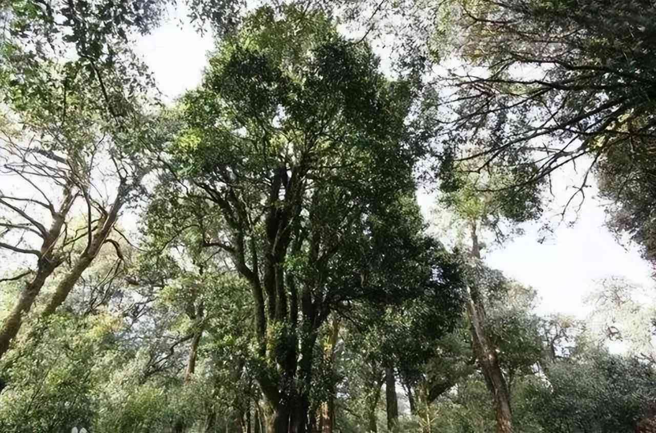 普洱茶属于哪种茶系列和系别，以及它属于哪一种类型的茶。