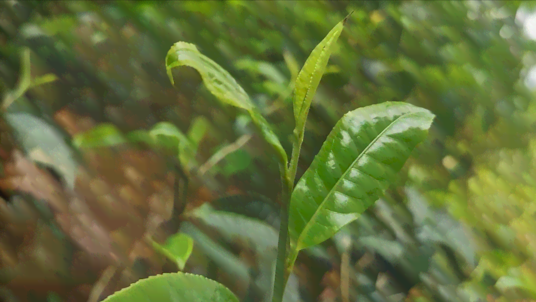 普洱茶属于哪个树种类型