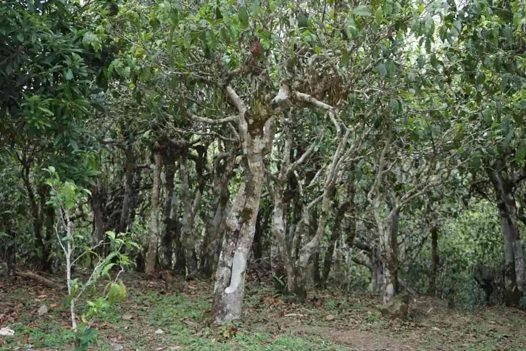 普洱茶苦茶有几种品种的