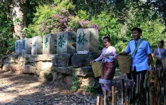 勐海茶乡古道之旅：探索神秘的普洱文化