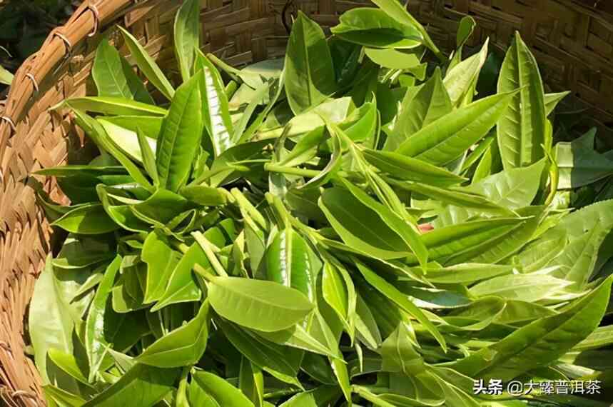 普洱茶春茶：品种特点、制作工艺与品尝方法的全面指南