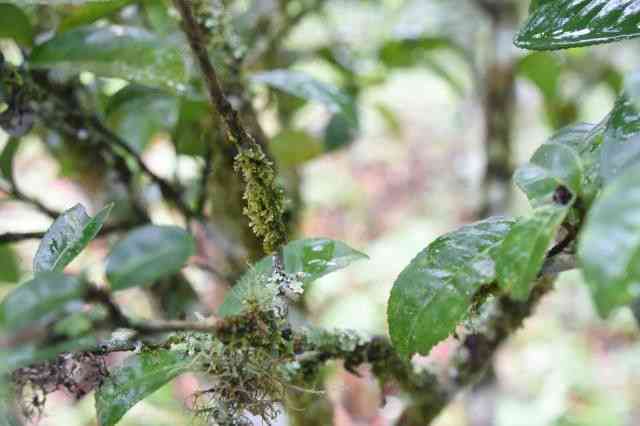 古树普洱茶回不入喉，真的是真正的古树料吗？我们来一探究竟！