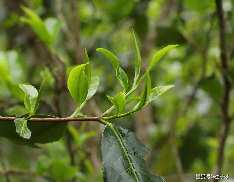 古树普洱茶回不入喉？可能是品质问题，教你如何辨别真伪