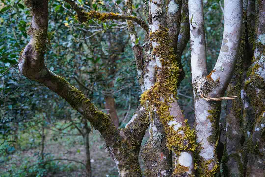 普洱茶价格低原因是什么