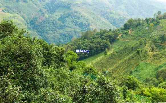 文山县普洱茶在哪个乡有茶叶基地