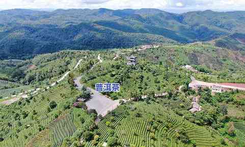 文山县普洱茶在哪个乡有茶叶基地