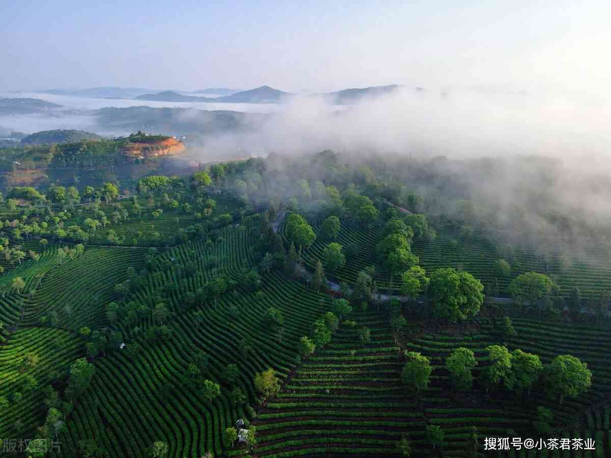 探究攸县普洱茶山生茶的独特魅力与风味