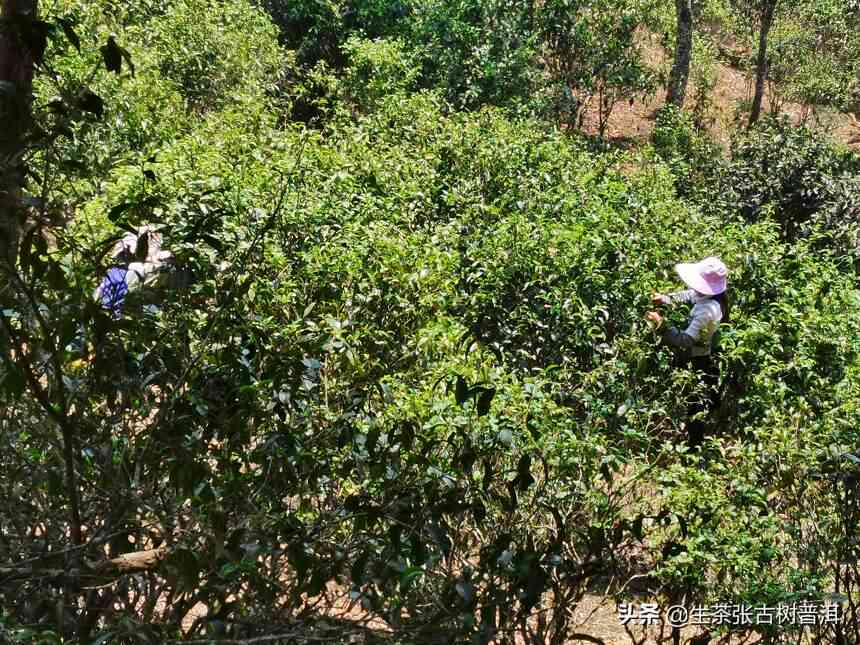 探究攸县普洱茶山生茶的独特魅力与风味