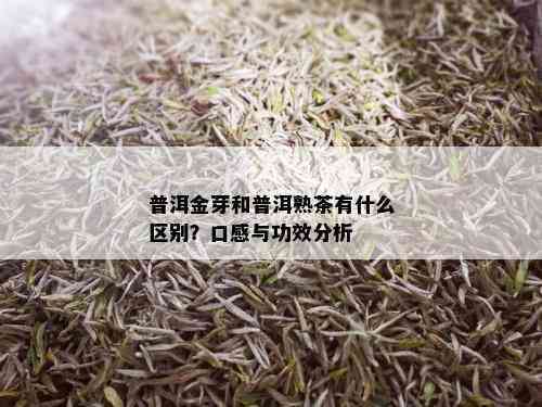 普洱茶金芽的成分及作用：揭秘金色颗粒背后的奥秘