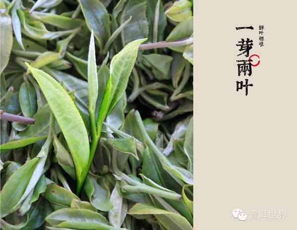 探究普洱茶一芽一叶品质：哪个更好？